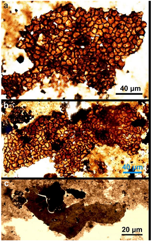 Органические фрагменты, выделенные из породы
