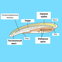 <b>Рис. 1.</b> План строения типа хордовых
