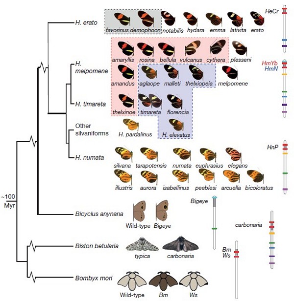Один и тот же участок генома обеспечивает вариации окраски у разных бабочек