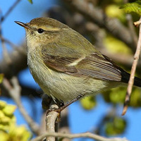 Рис. 1. Тусклая зарничка (Phylloscopus humei) — пеночка с чрезвычайно простой песней, обитающая в горах Центральной Азии