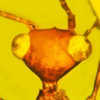 Aethiocarenus burmanicus