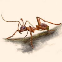 Адские муравьи