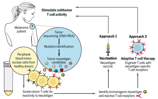 Рис. 1. Схема исследования