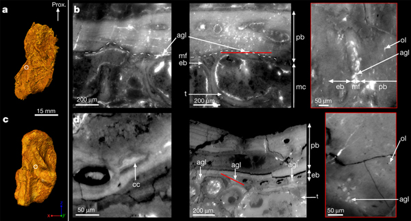 Рис. 2. Микроструктура костей акантостеги