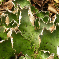 Лишайник Peltigera aphthosa – типичный обитатель северных лесов. На светло-зеленых листовидных талломах видны темные пятна – цефалодии. В цефолодиях живут симбиотические цианобактерии, умеющие осуществлять азотфиксацию, то есть переводить атмосферный азот в удобоваримую для живых организмов форму. В остальных частях таллома живут другие симбионты – одноклеточные эукариотические водjросли.