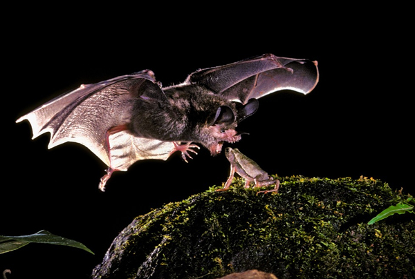 Как свистят летучие мыши. Смотреть фото Как свистят летучие мыши. Смотреть картинку Как свистят летучие мыши. Картинка про Как свистят летучие мыши. Фото Как свистят летучие мыши Как свистят летучие мыши. Смотреть фото Как свистят летучие мыши. Смотреть картинку Как свистят летучие мыши. Картинка про Как свистят летучие мыши. Фото Как свистят летучие мыши