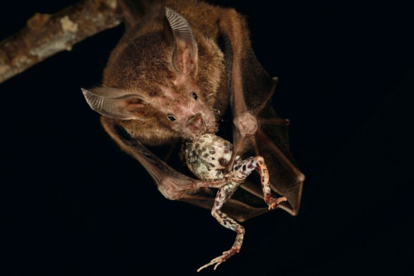 Как свистят летучие мыши. Смотреть фото Как свистят летучие мыши. Смотреть картинку Как свистят летучие мыши. Картинка про Как свистят летучие мыши. Фото Как свистят летучие мыши Как свистят летучие мыши. Смотреть фото Как свистят летучие мыши. Смотреть картинку Как свистят летучие мыши. Картинка про Как свистят летучие мыши. Фото Как свистят летучие мыши