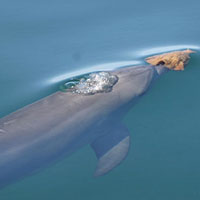 Женское образование в мире животных