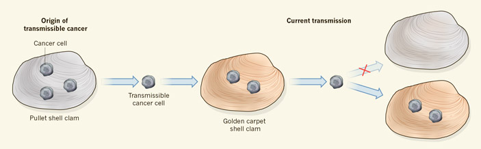 Вероятная схема распространения рака среди моллюсков