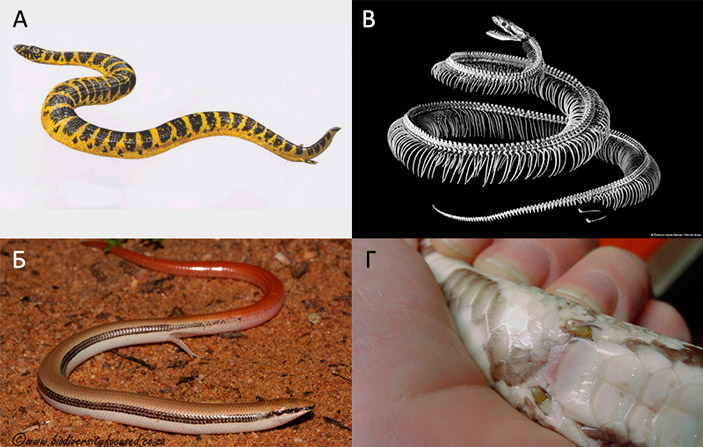 Рептилии, имеющие задние конечности с разной степенью редукции