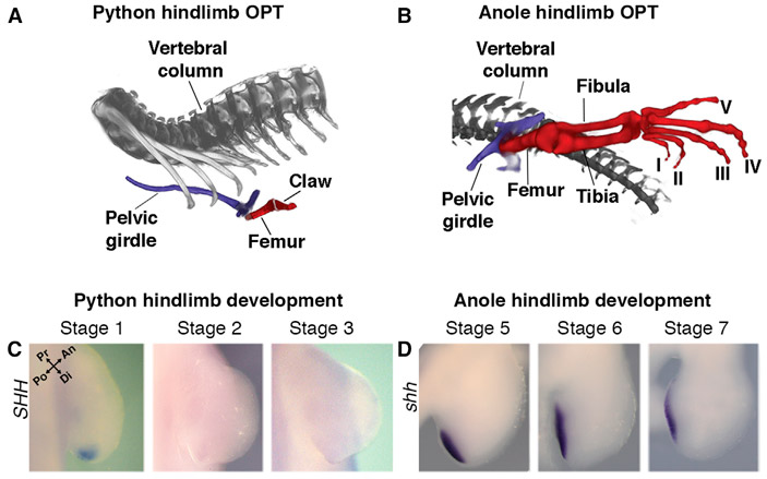 Рис. 2. Развитие конечностей у питона и анолиса
