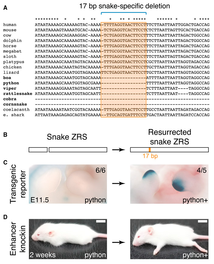 Рис. 4. Делеция в энхансере ZRS у змей