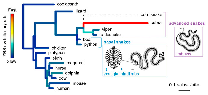 Рис. 5. Филогенетическое дерево, отображающее различия в скорости эволюции энхансерного элемента ZRS в разных группах позвоночных