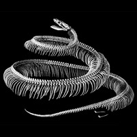 Рептилии, имеющие задние конечности с разной степенью редукции