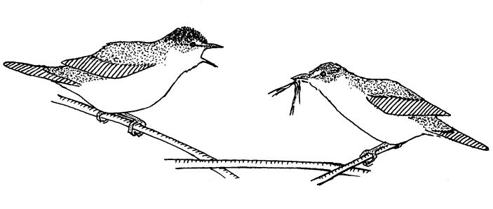Рис. 2. Самец дроздовидной камышевки (Acrocephalus arundinaceus) ухаживает за самкой, собирающей материал для гнезда (Краснодарский край, Кущеватый лиман, 2002 г.)
