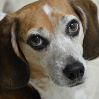 Проникновенный собачий взгляд — это одна из специфических поведенческих черт, выработанных собаками в ходе одомашнивания; ученые количественно оценили несколько таких поведенческих признаков у биглей, сопоставив с присутствием генетических мутаций