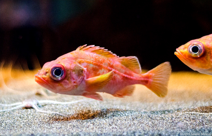 Рис. 1. Большеротый морской окунь (Sebastes diploproa) обитает в 20–30 км от берега на глубине нескольких сот метров, доживая до ста лет