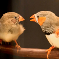 Рис. 1. Взрослый самец зебровой амадины учит молодого самца правильно петь