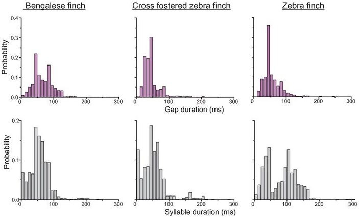 Характеристики песенок японских амадин (слева), зебровых амадин (справа) и птенцов зебровых амадин, воспитанных японскими сородичами