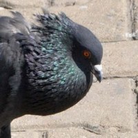 Воркование голубя