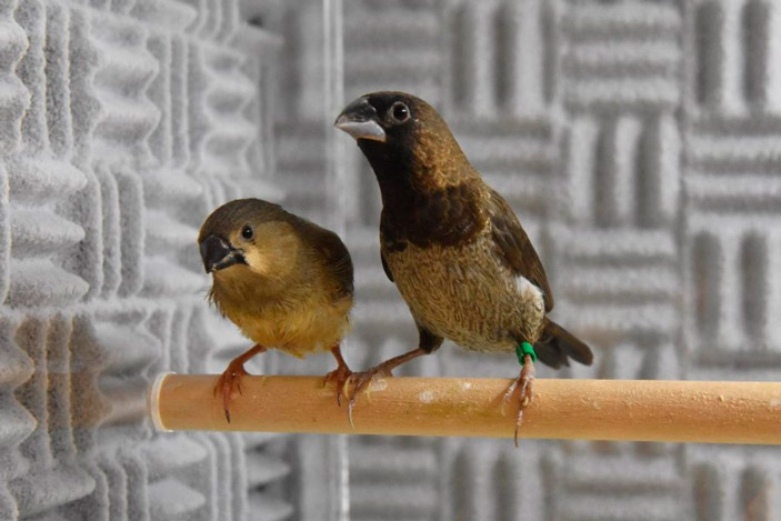 Юный самец зебровой амадины (слева) со своим приемным отцом, японской амадиной, который обучает приемыша пению