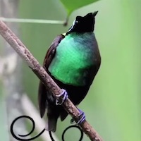 Пение самок птиц, или почему поют только самцы