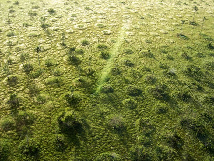 Рис. 5. Необычное распределение растительности (такой тип называется мурундус, что переводится как «большие кучи земли») в национальном парке Эмас в Бразилии