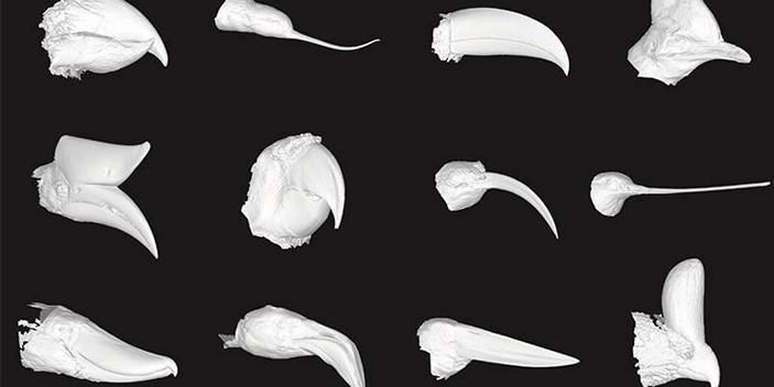 3D-сканы клювов птиц