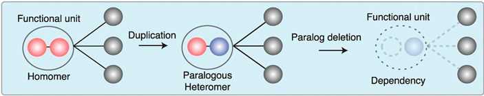 Рис. 4. Схема формирования зависимости одного паралога от другого после дупликации предкового белка, образующего гомомеры