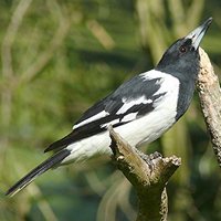 Сорочья флейтовая птица