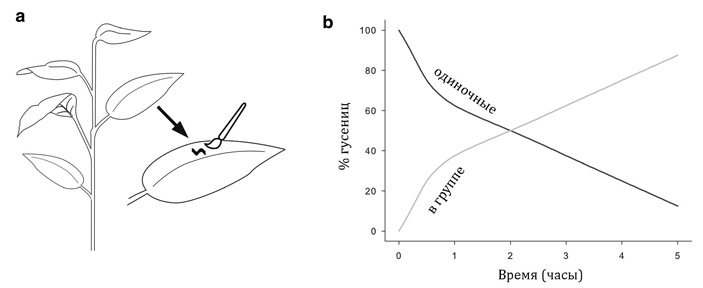 Рис. 3. Дизайн (a) и результаты (b) эксперимента по изучению формирования групп маленькими гусеницами