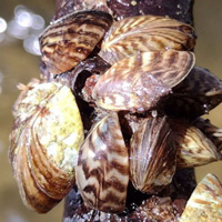Речная дрейссена (Dreissena polymorpha)