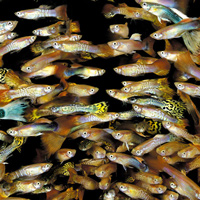 Рис. 1. Тринидадские гуппи — удобный объект для изучения быстрых эволюционных изменений