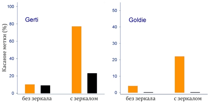 Сорока диаграмма