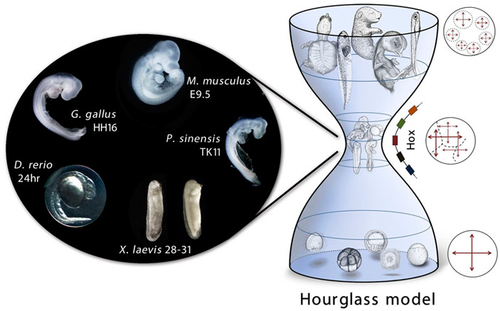 Филотипическая стадия для типа позвоночных — это фарингула