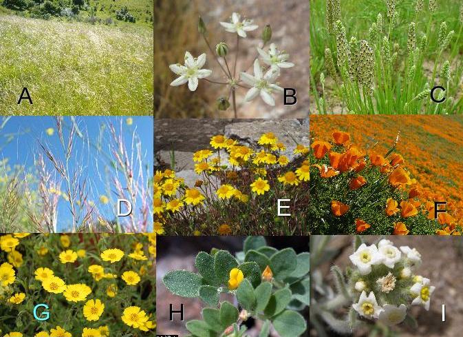 Растения, использовавшиеся в исследовании.