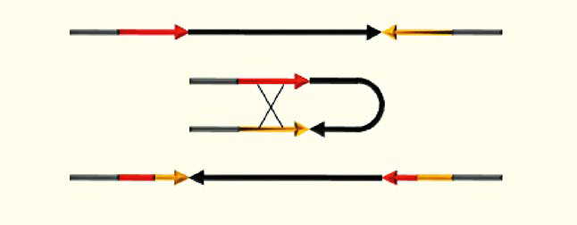 Схема образования инверсии