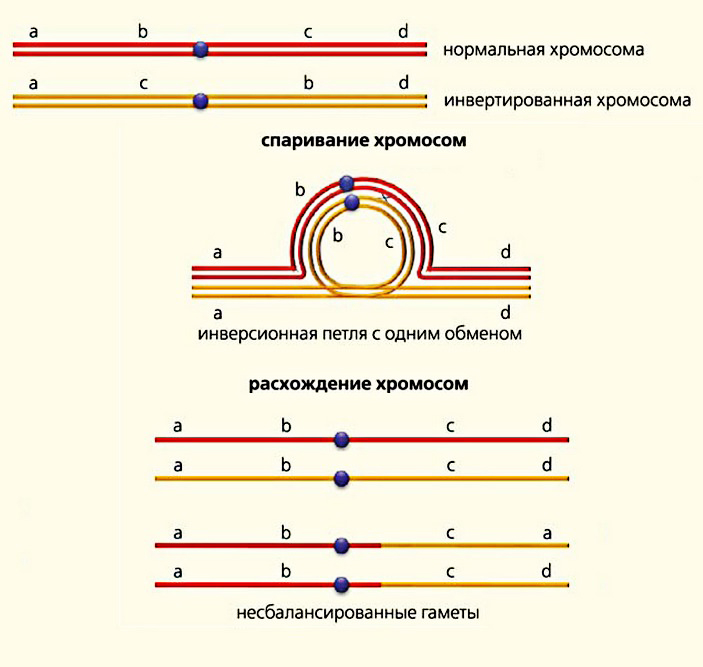 Продукты кроссинговера