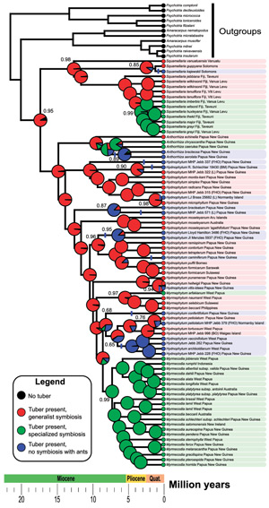 Рис. 2. Филогенетическое древо гиднофитовых с указанием на развитие мутуализма у современных видов и реконструированные состояния для предковых групп
