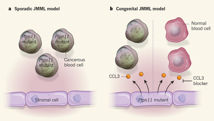 Мутация гена Ptpn11 вызывает рак