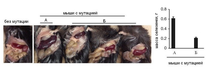 Селезенка у мышей с мутацией и у мышей после введения антагониста CCL3
