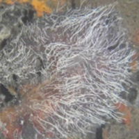 Бактерии Thiomargarita magnifica