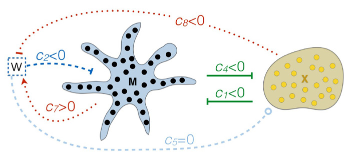 Рис. 4. Взаимодействия между меланофорами и ксантофорами