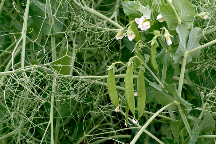 Горох посевной (Pisum sativum)