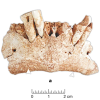 Фрагмент нижней челюсти древнейшего европейца. Фото из обсуждаемой статьи в Nature