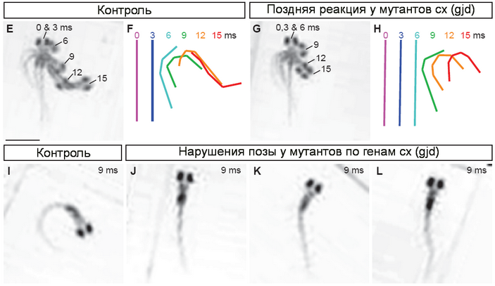 <b>Рис. 5.</b> Сравнение движений мутантных <i>Danio rerio</i> с нарушением функций электрических синапсов, с реакцией уворачивания у контрольных экземпляров с рабочими генами коннексинов