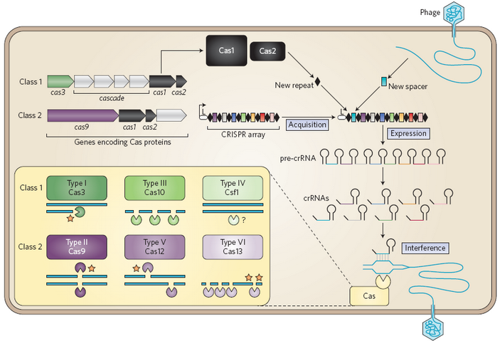 <b>Рис. 3.</b> Схема работы CRISPR-систем и их классификация