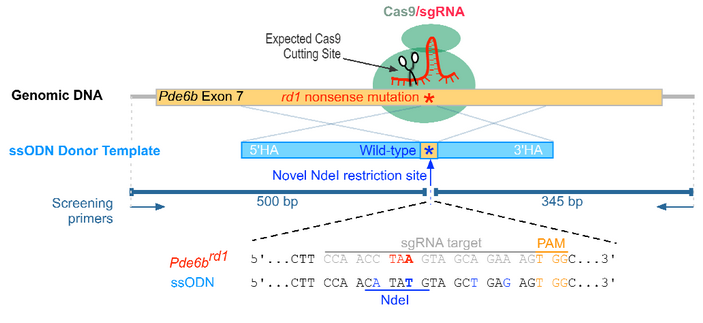 <b>Рис. 8.</b> Схема эксперимента с мутацией Y347X