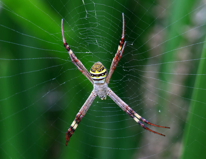 Самка австралийского паука-аргиопа <i>Argiope keyserlingi</i>