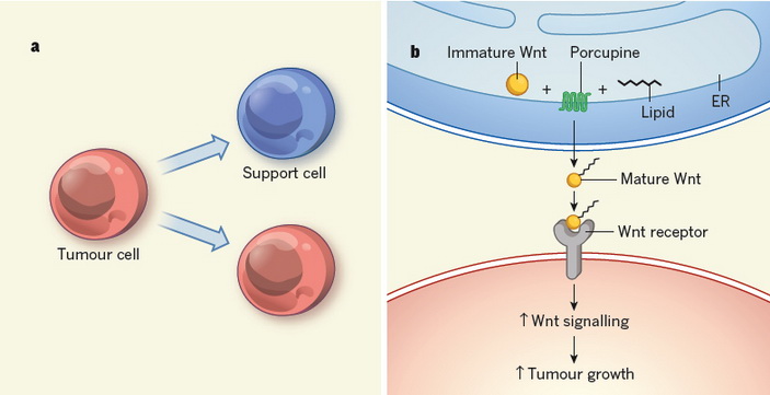 <b>Рис. 1.</b> Схема формирования и взаимодействия опухолевых клеток и их ниши